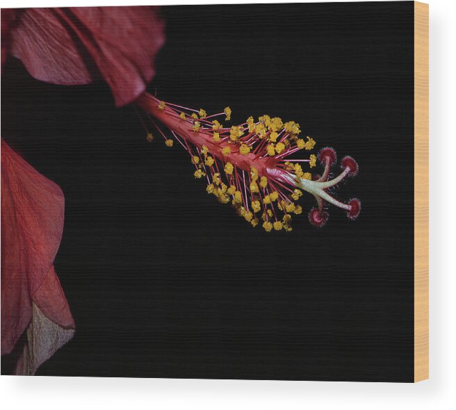 Hibiscus Wood Print featuring the photograph At Dusk by M Kathleen Warren