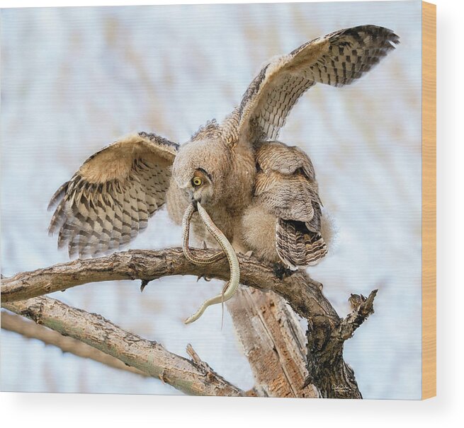Great Horned Owls Wood Print featuring the photograph Great Horned Owlet with Snake by Judi Dressler