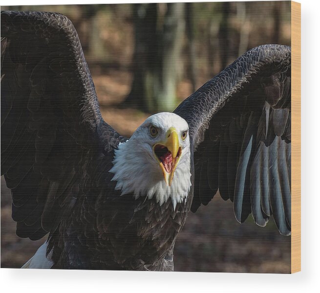Bald Eagle Wood Print featuring the photograph Bald eagle protecting its meal by Flees Photos