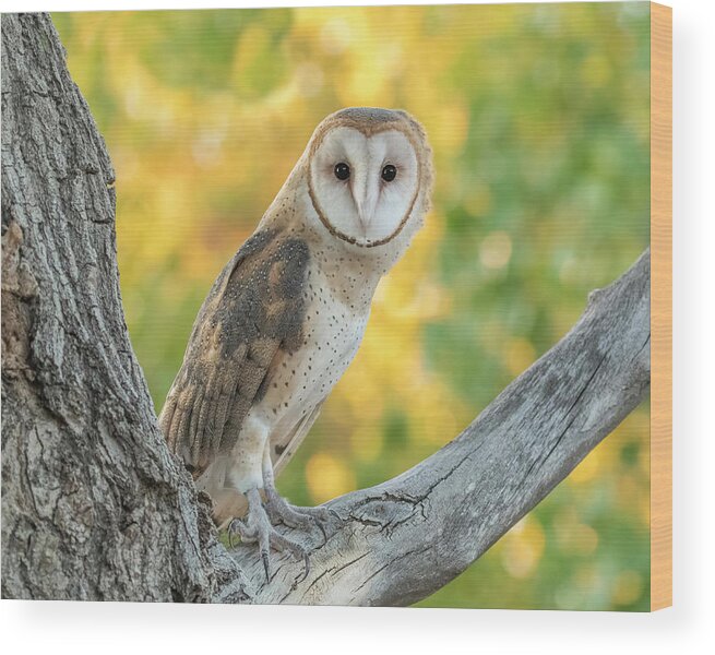 Owls Wood Print featuring the photograph Barn Owl in Yellow Leaves by Dawn Key