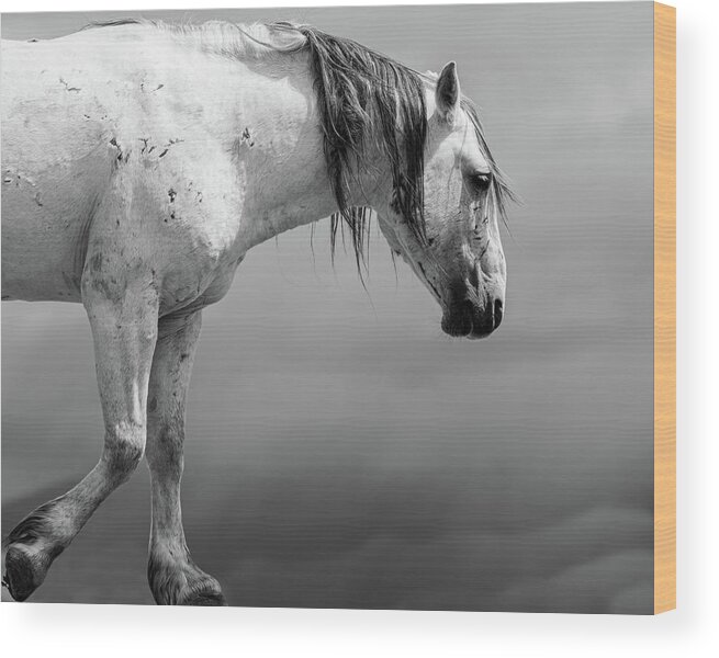 Wild Horses Wood Print featuring the photograph Battle Worn by Mary Hone