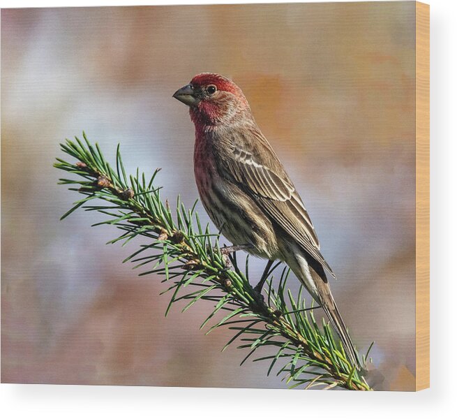 Songbird Wood Print featuring the photograph Bird On A Branch by Cathy Kovarik