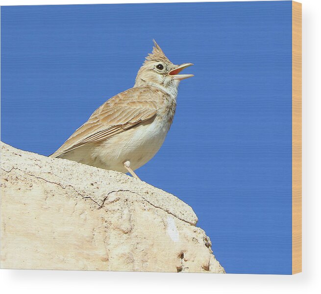  Wood Print featuring the photograph Birds 14 by Eric Pengelly