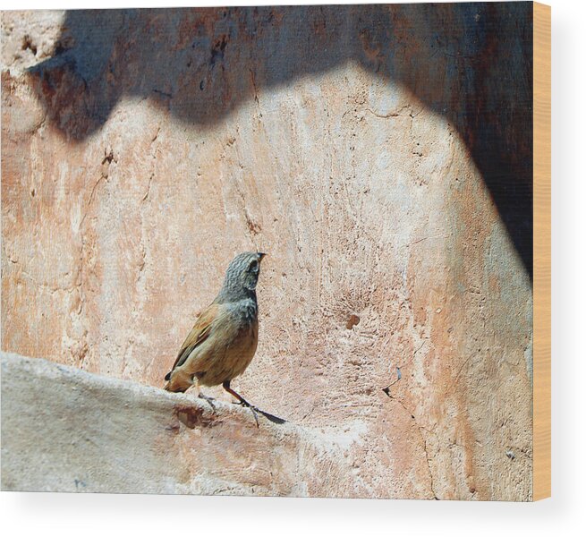  Wood Print featuring the photograph Birds 18 by Eric Pengelly