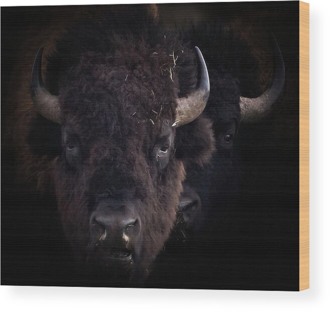 Bison Wood Print featuring the photograph Bison by Laura Terriere