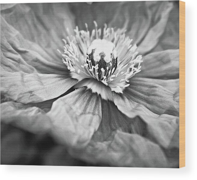 Poppy Wood Print featuring the photograph Black and White Poppy Three by Lupen Grainne