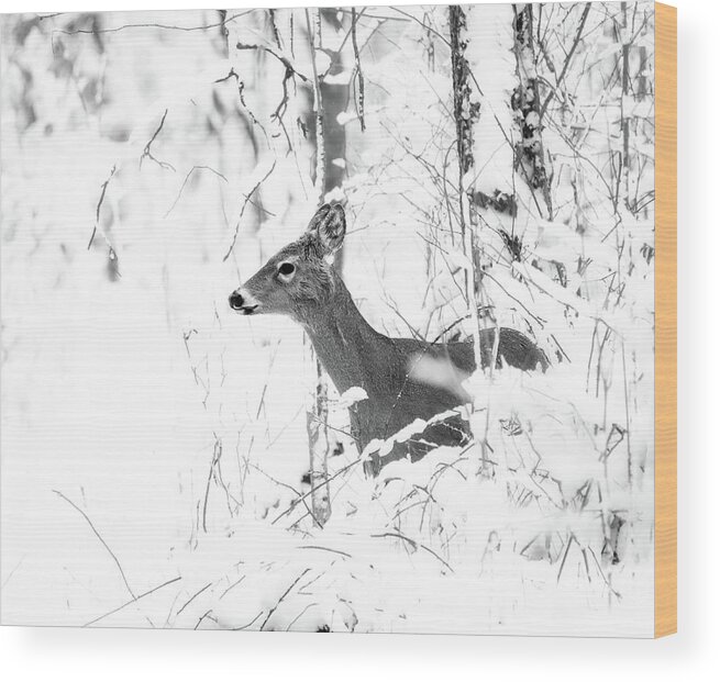 Black And White Wood Print featuring the photograph Black And White Winter Deer by Dan Sproul