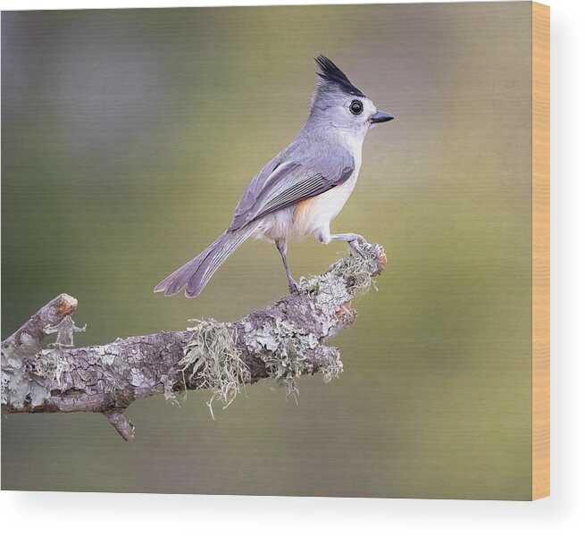Titmouse Wood Print featuring the photograph Black-Crested Titmouse by Cheri Freeman