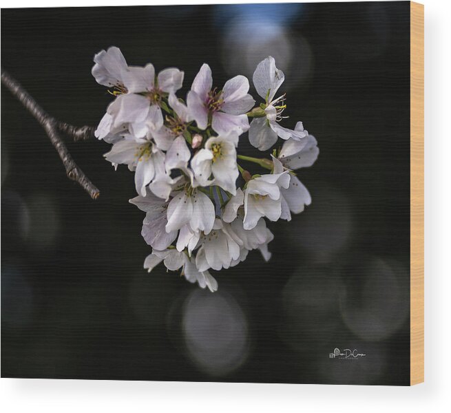 Bokeh Wood Print featuring the photograph Blooms and Bokeh by Pam DeCamp