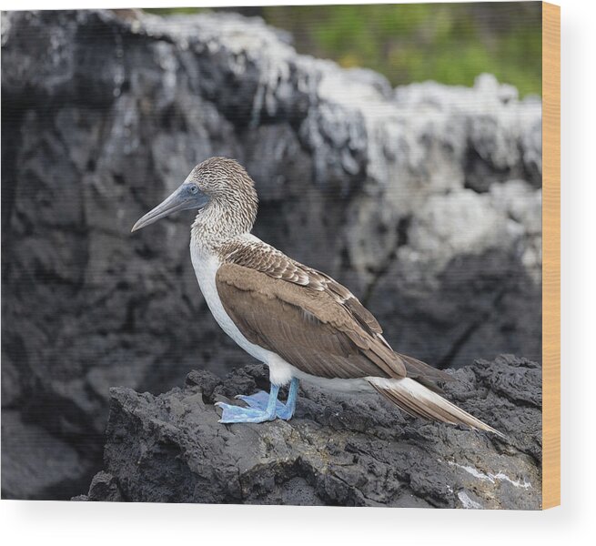 America Wood Print featuring the photograph Blue-Footed Booby by Alex Mironyuk