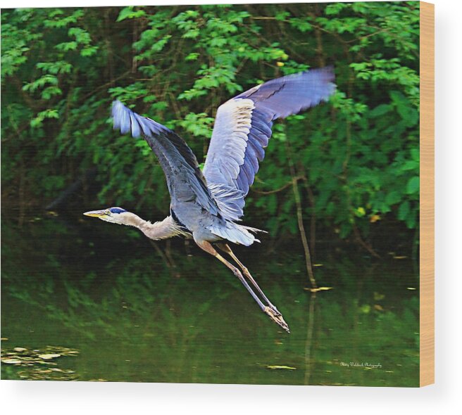 Blue Heron Wood Print featuring the photograph Blue Heron in Flight by Mary Walchuck