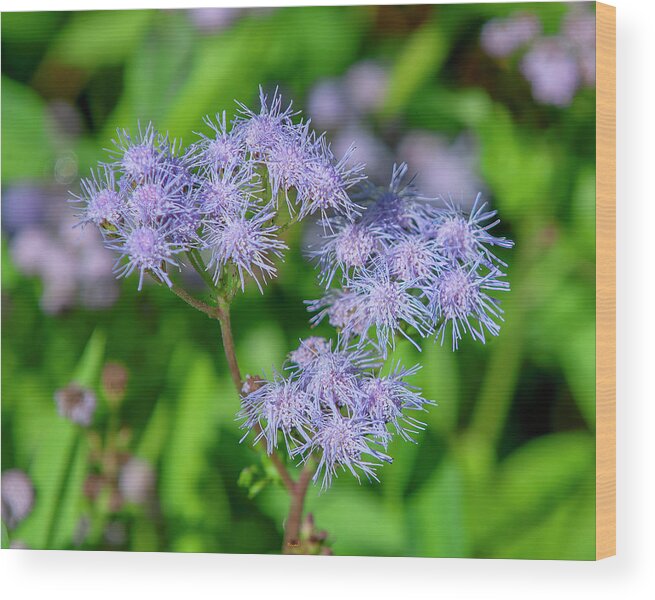Aster Family Wood Print featuring the photograph Blue Mistflower DFL1215 by Gerry Gantt