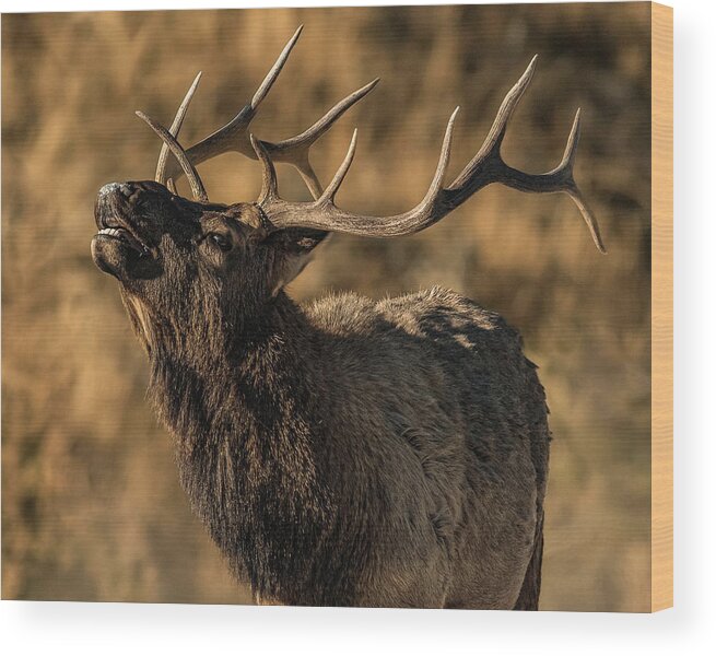 Bull Elk Wood Print featuring the photograph Bull Elk Bugle In Fall by Yeates Photography