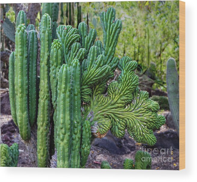 Cactus Wood Print featuring the photograph Cactus Waving at You by Roslyn Wilkins