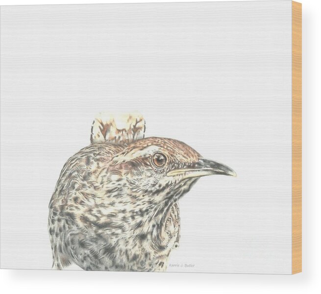 Cactus Wren Wood Print featuring the drawing Cactus Wren by Karrie J Butler