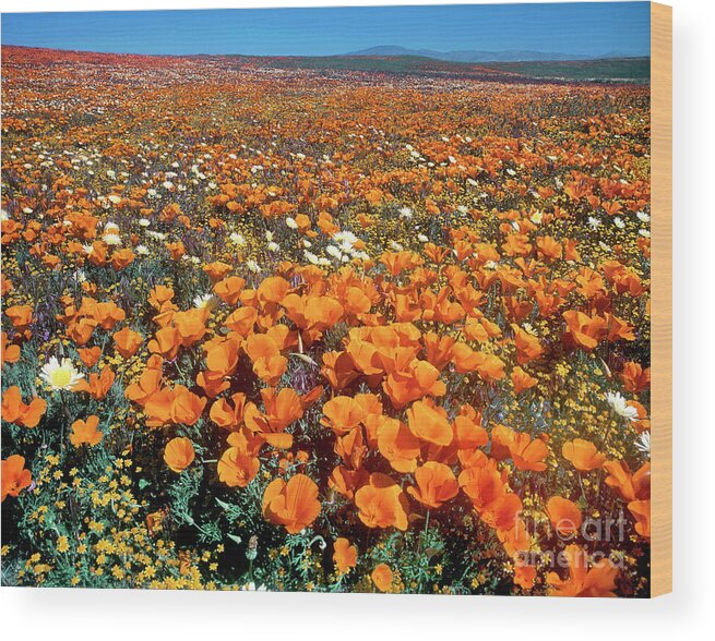 Dave Welling Wood Print featuring the photograph California Poppies Desert Dandelions California by Dave Welling