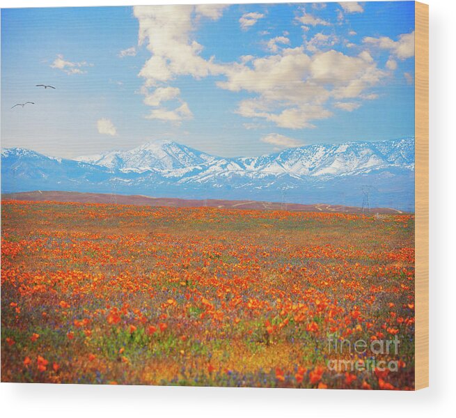 Poppies Wood Print featuring the photograph California poppies by Stella Levi