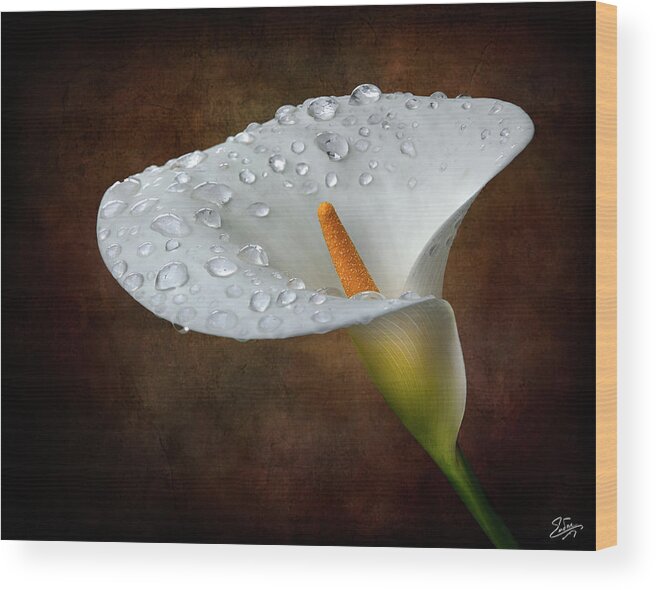 Rainwater Wood Print featuring the photograph Calla Lily With Rainwater by Endre Balogh