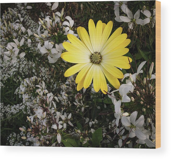 Flower Wood Print featuring the photograph Cape Marguerite by Anamar Pictures