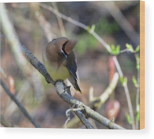  Wood Print featuring the photograph Cedar Waxwing 6 by David Armstrong