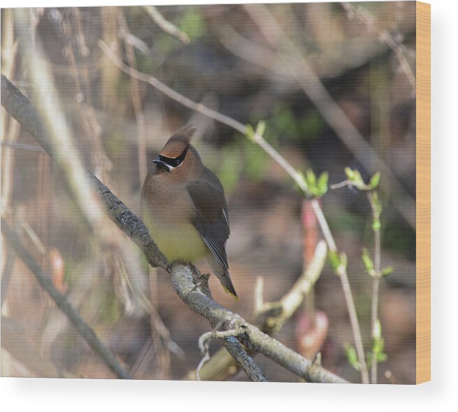  Wood Print featuring the photograph Cedar Waxwing 7 by David Armstrong