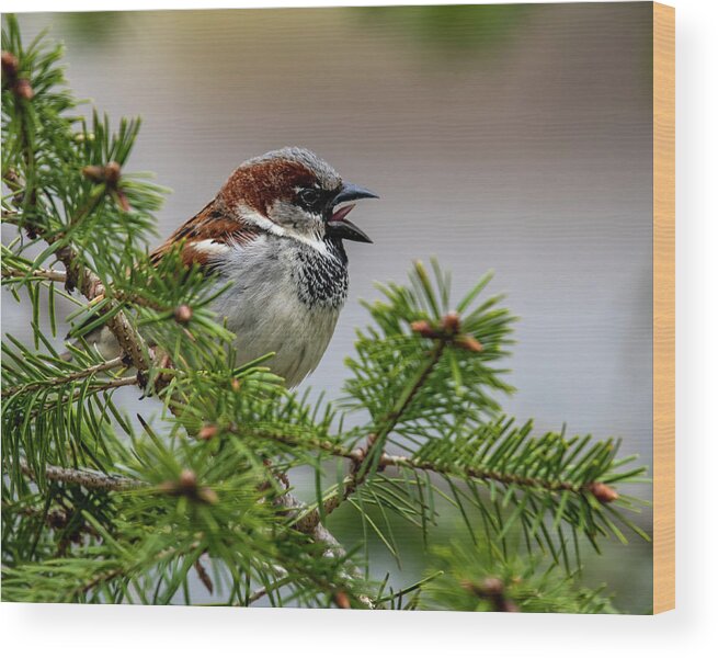 Bird Wood Print featuring the photograph Chirp by Cathy Kovarik
