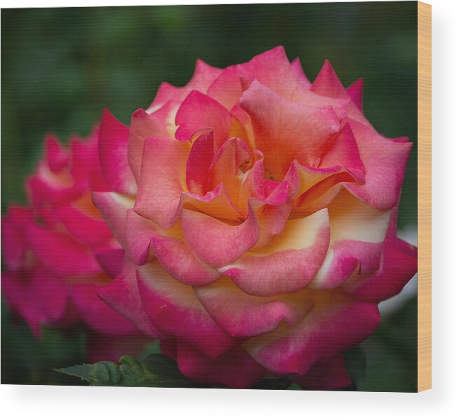 Rose Wood Print featuring the photograph Classic Beauty with a Twist by Linda Bonaccorsi