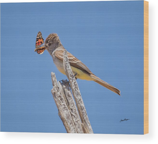 Ash-throated Flycatcher Wood Print featuring the photograph Colorful Catch by Jurgen Lorenzen