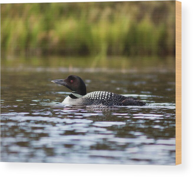 Lake Wood Print featuring the photograph Common Loon by John Rowe