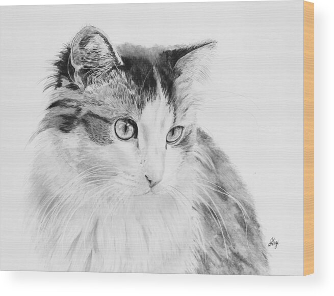 Cat Wood Print featuring the drawing Cordova by Gigi Dequanne