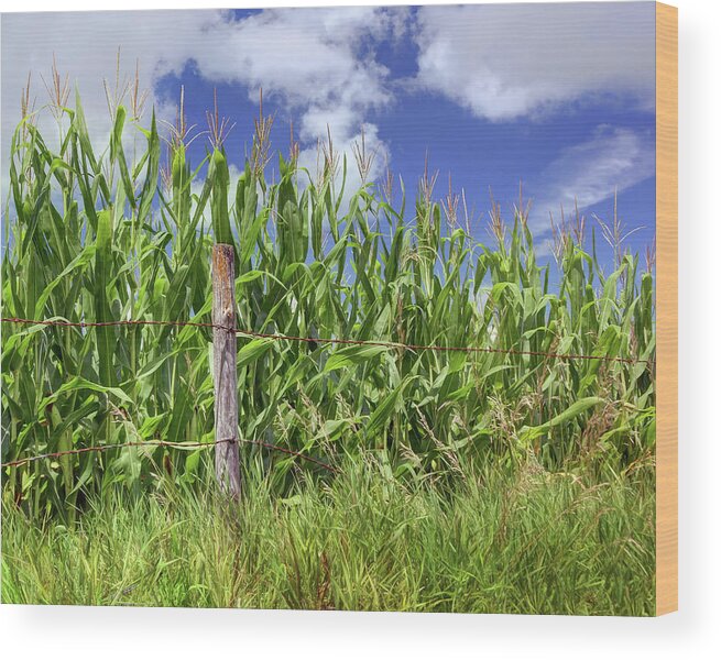 Cornfield Wood Print featuring the photograph Corralled Corn by Nikolyn McDonald