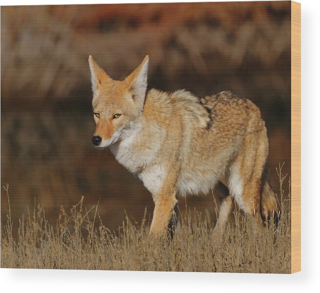 Coyote Wood Print featuring the photograph Coyote by Gary Langley