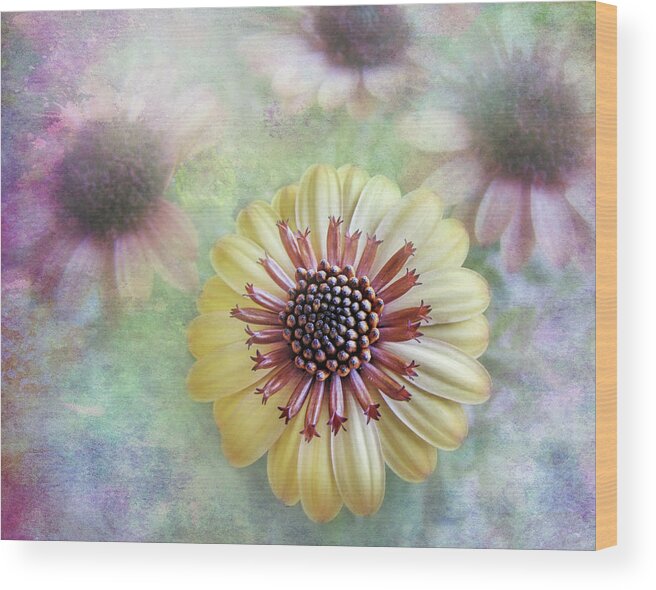 Bed Room Decor Wood Print featuring the photograph Daisy Burst by David and Carol Kelly