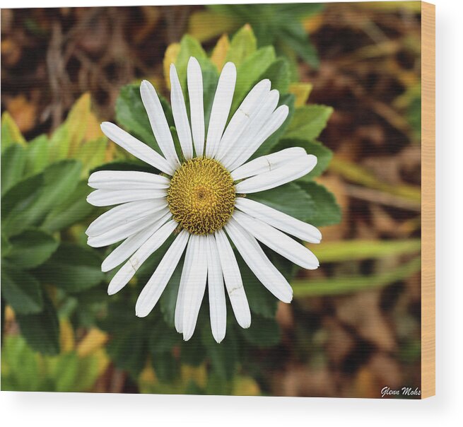 Daisy Wood Print featuring the photograph Daisy by GLENN Mohs