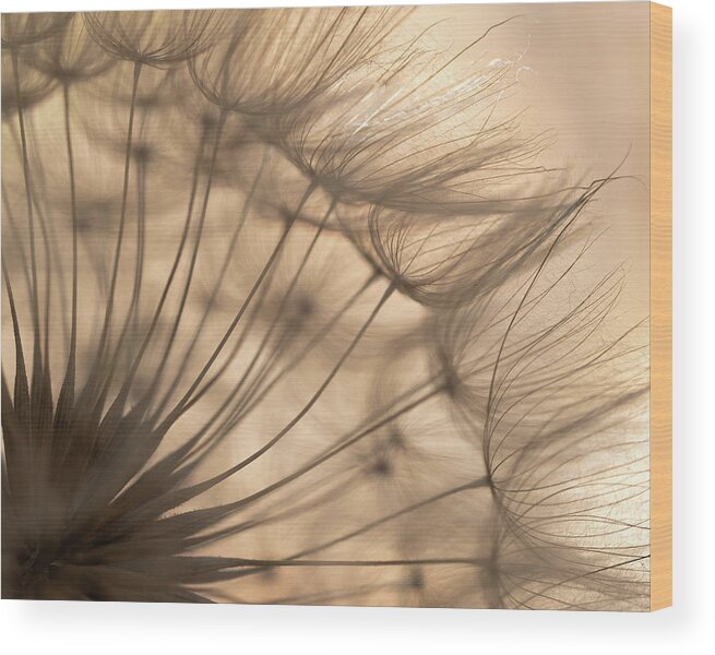 Macro Wood Print featuring the photograph Dandelioin by Laura Macky