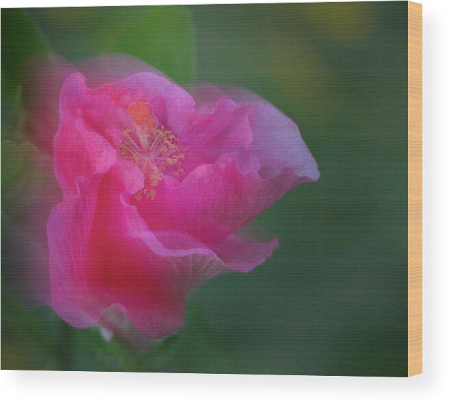 Hibiscus Wood Print featuring the photograph Day's End by M Kathleen Warren