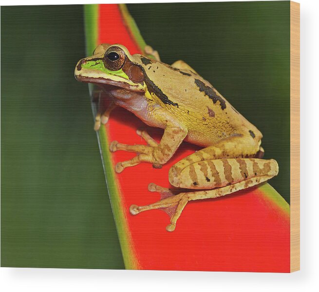 Masked Tree Frog Wood Print featuring the photograph Disguise by Tony Beck