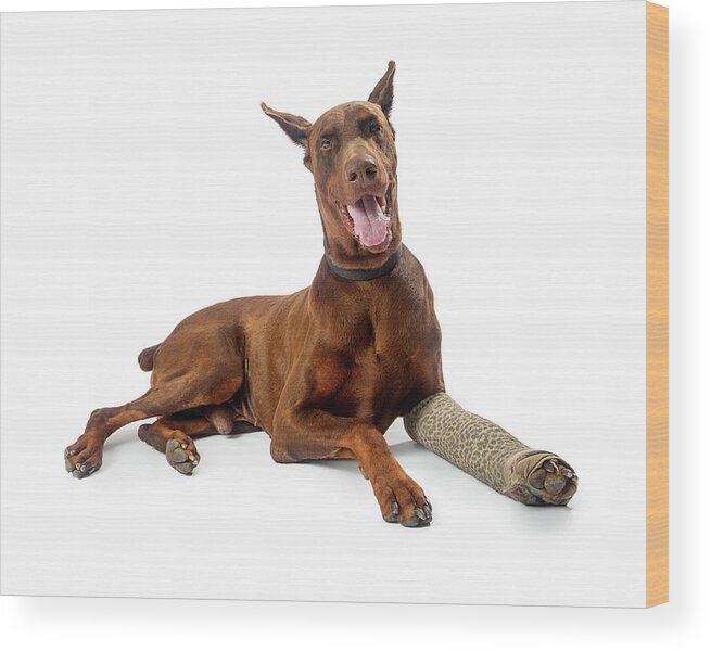 Dog Wood Print featuring the photograph Doberman Pinscher Dog With Broken Leg by Good Focused