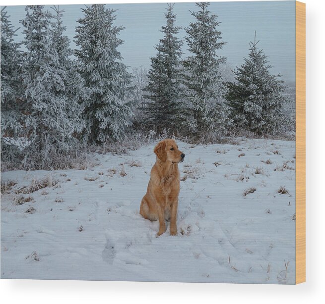 Frosty Wood Print featuring the photograph Dog And Winter Trees by Phil And Karen Rispin