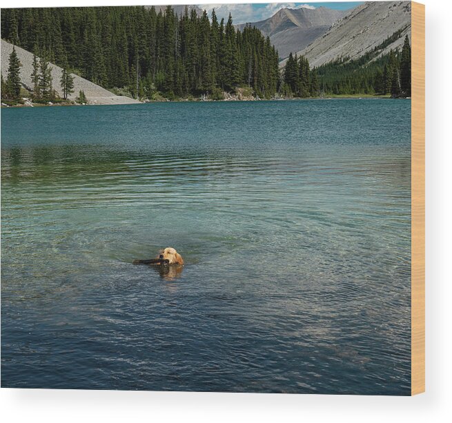 Dog Wood Print featuring the photograph Dog in Elbow Lake, Alberta by Karen Rispin