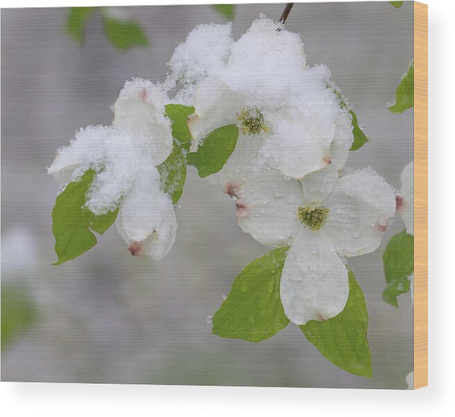 Dogwood Wood Print featuring the photograph Dogwoods in Spring #1 by Mindy Musick King