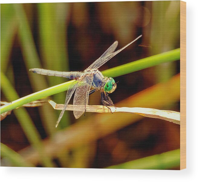 2021 Wood Print featuring the photograph Dragonfly 4 by James Sage