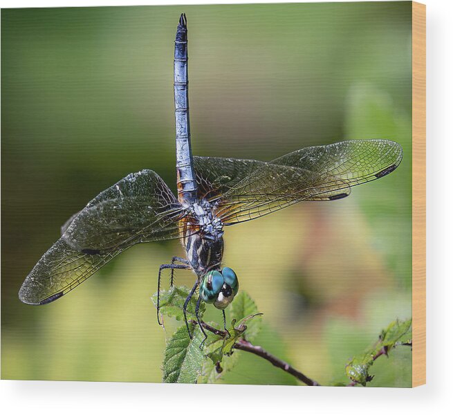 Blue Dasher Wood Print featuring the photograph Dragonfly Handstand by Cheri Freeman