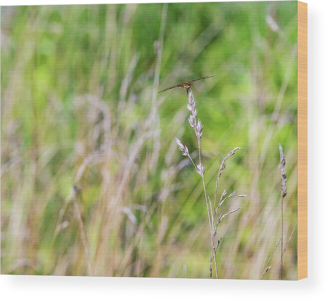 Nature Wood Print featuring the photograph Dragonfly in the Field 2 by Amelia Pearn
