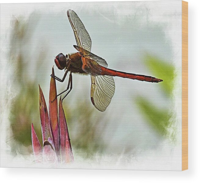 Dragonfly Wood Print featuring the photograph Dragonfly with vignette by Bill Barber
