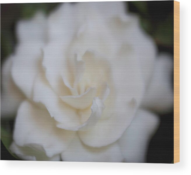 Gardenia Wood Print featuring the photograph Dreamy Gardenia by Teresa Wilson