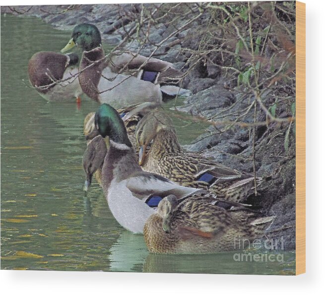 Ducks Wood Print featuring the photograph Ducks Haven by Kim Tran