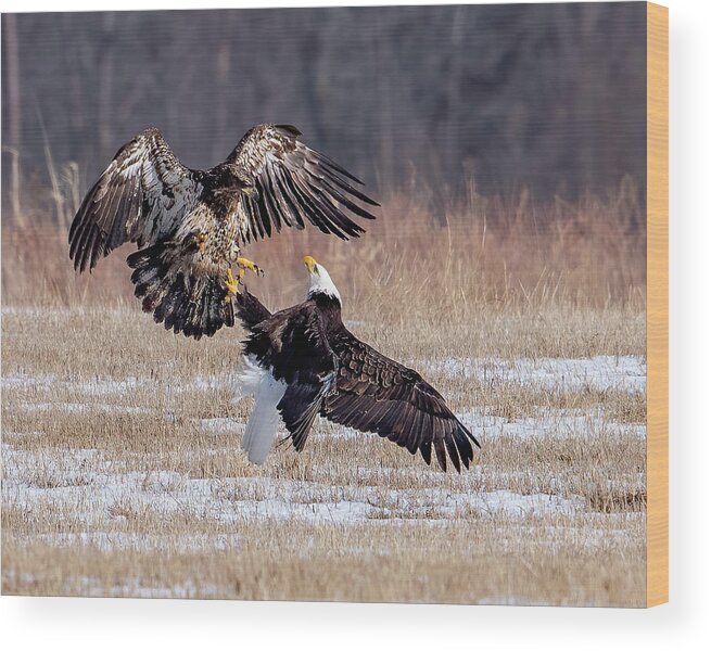 Eagle Wood Print featuring the photograph Dustup by Rod Best
