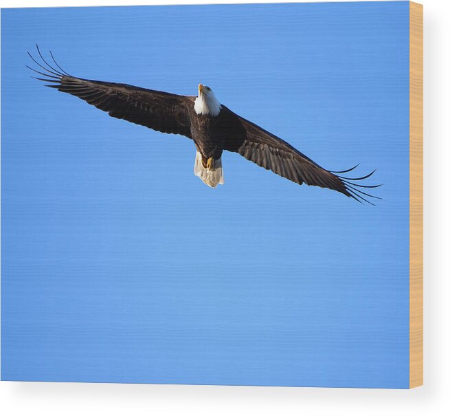 Eagle Wood Print featuring the photograph Eagle Fly Over by Flinn Hackett