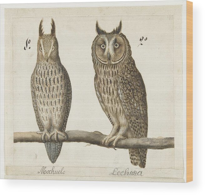 Long-eared Owl Wood Print featuring the painting Eared Owl, Anonymous, 1560 by MotionAge Designs